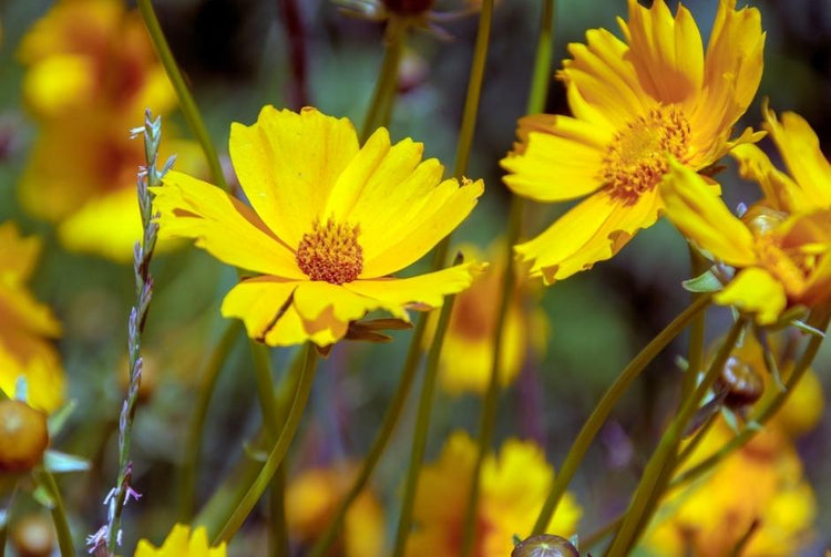 Tickseed (Coreopsis)