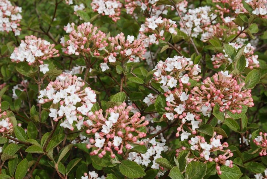Flowering Viburnum Plants