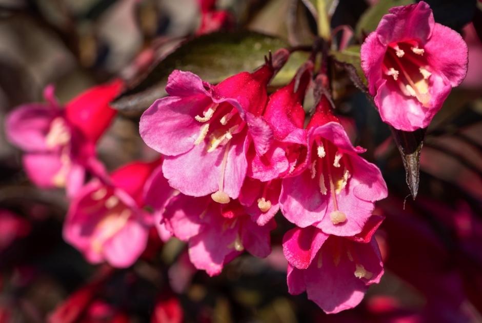 Weigela