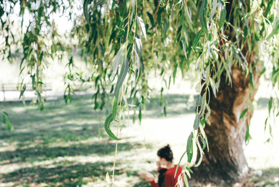 Willow Trees