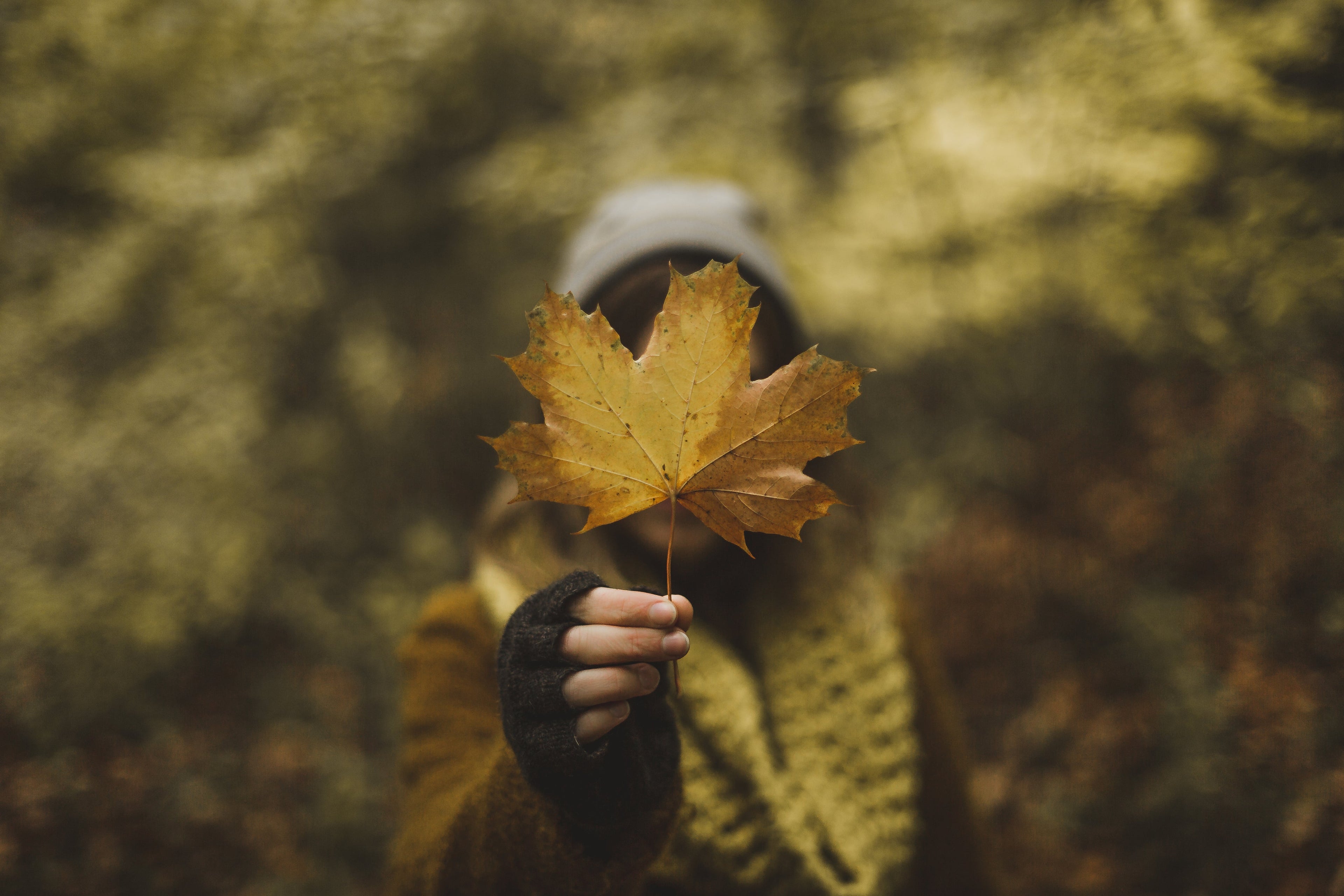 Big Maple Trees - Special Savings