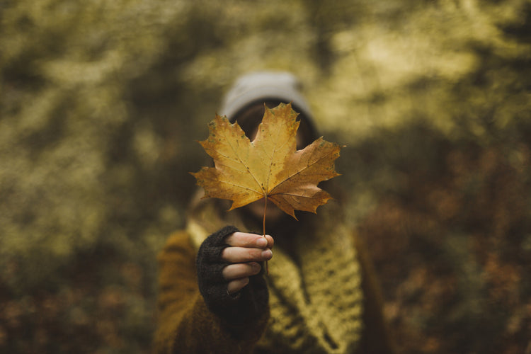 Big Maple Tree Savings