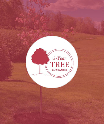 3 Year Tree Guarantee from Bower & Branch