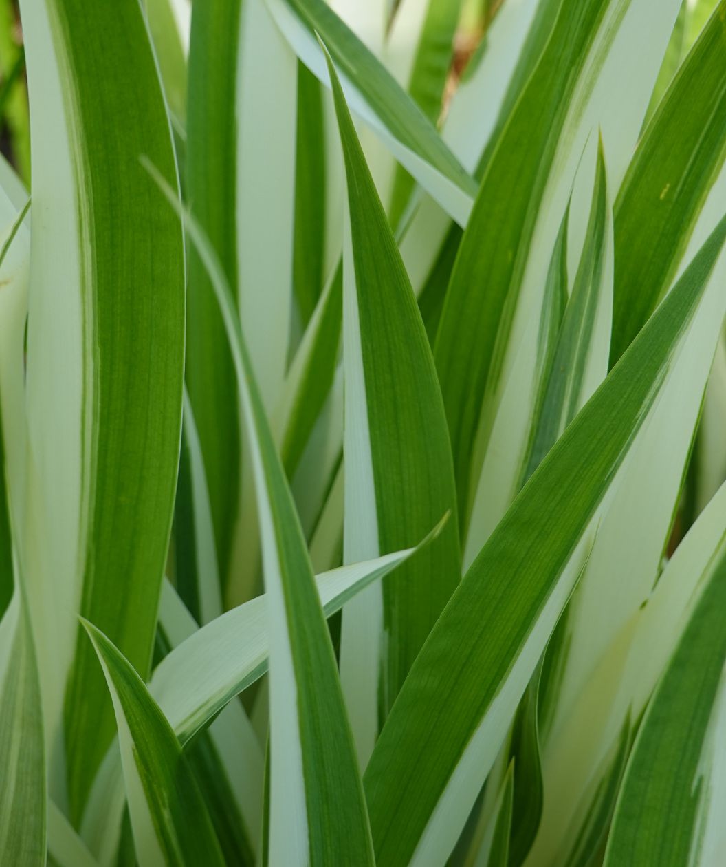 White Variegated Iris bloom, light purple flowers emerging from long green and white grass like foliage