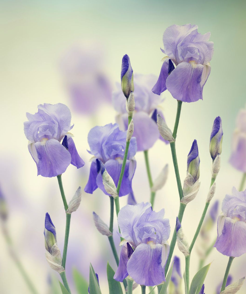 White Variegated Iris bloom, light purple flowers emerging from long green and white grass like foliage