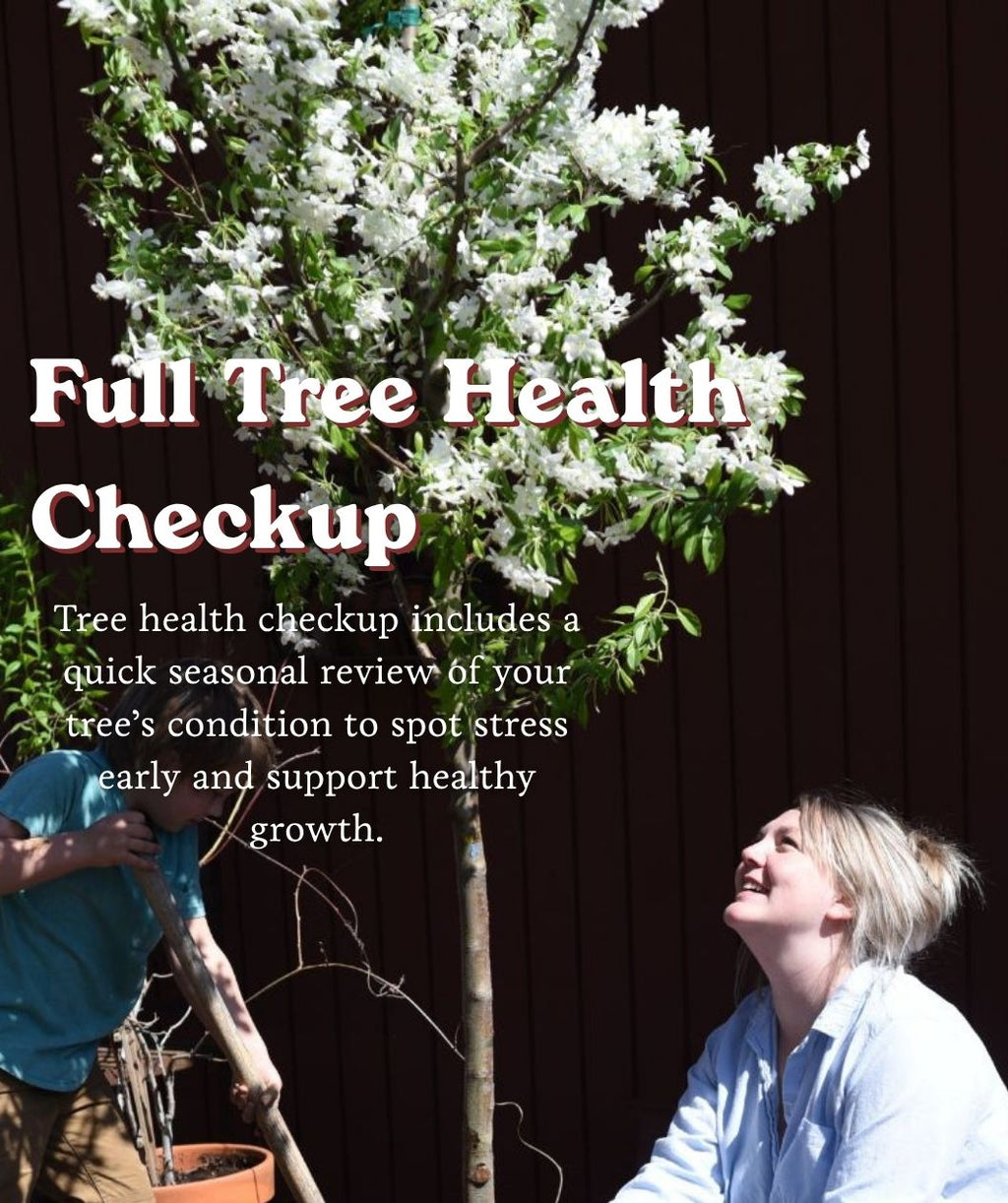 Flowering tree with white spring blooms and Full Tree Health Checkup text overlay with people inspecting the tree