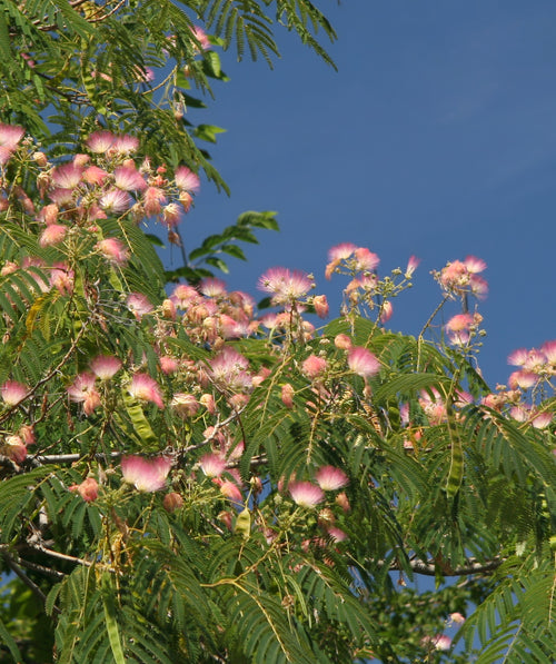 A view up into the light pink and white frilly flowers and green foliage of the E.H. Wilson Mimosa against the bright blue sky