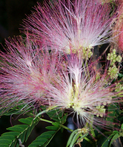 A closeup of the frilly pink and white blooms of the E.H. Wilson Mimosa against the green leaflets