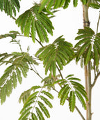 A close up of the fern like small, green leaflets of the E.H. Wilson Mimosa against a white background