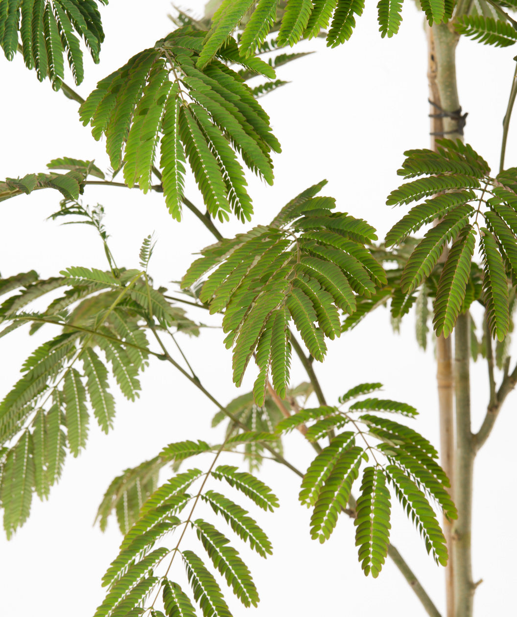 A close up of the fern like small, green leaflets of the E.H. Wilson Mimosa against a white background
