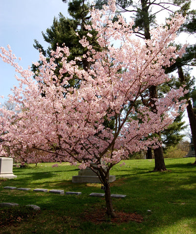 An Accolade Flowering Cherry tree planting in a landscape, covered in the profuse light pink blooms of early spring