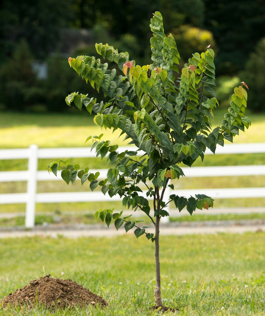 An Ace of Hearts Redbud planted in a field, covered in deep green, heart shaped foliage with pink to yellow new growth emerging. 
