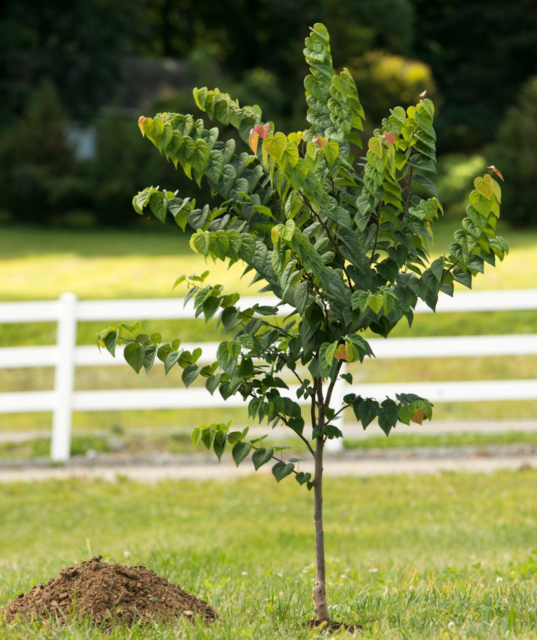 An Ace of Hearts Redbud planted in a field, covered in deep green, heart shaped foliage with pink to yellow new growth emerging. 