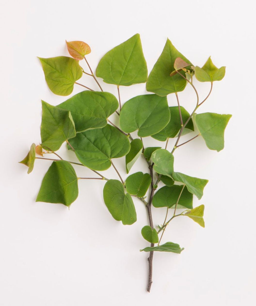 A branch of the Ace of Heart Redbud against a white background, showing the dark green, heart-shaped foliage with light pink to yellow new foliage emerging.