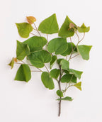 A branch of the Ace of Heart Redbud against a white background, showing the dark green, heart-shaped foliage with light pink to yellow new foliage emerging.