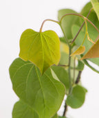 A close up of newly emerged, pink to yellow foliage of the Ace of Hearts Redbud with a white background.  