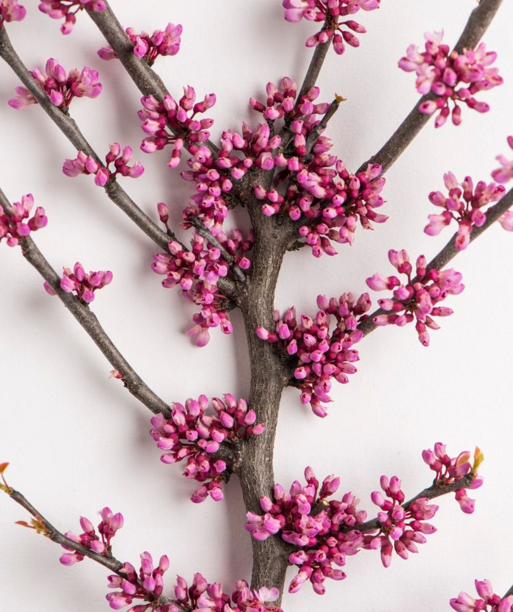 A close up of the Ace of Heart Redbud's silver-gray bark covered with bright pink flower buds before they've opened on a white background.