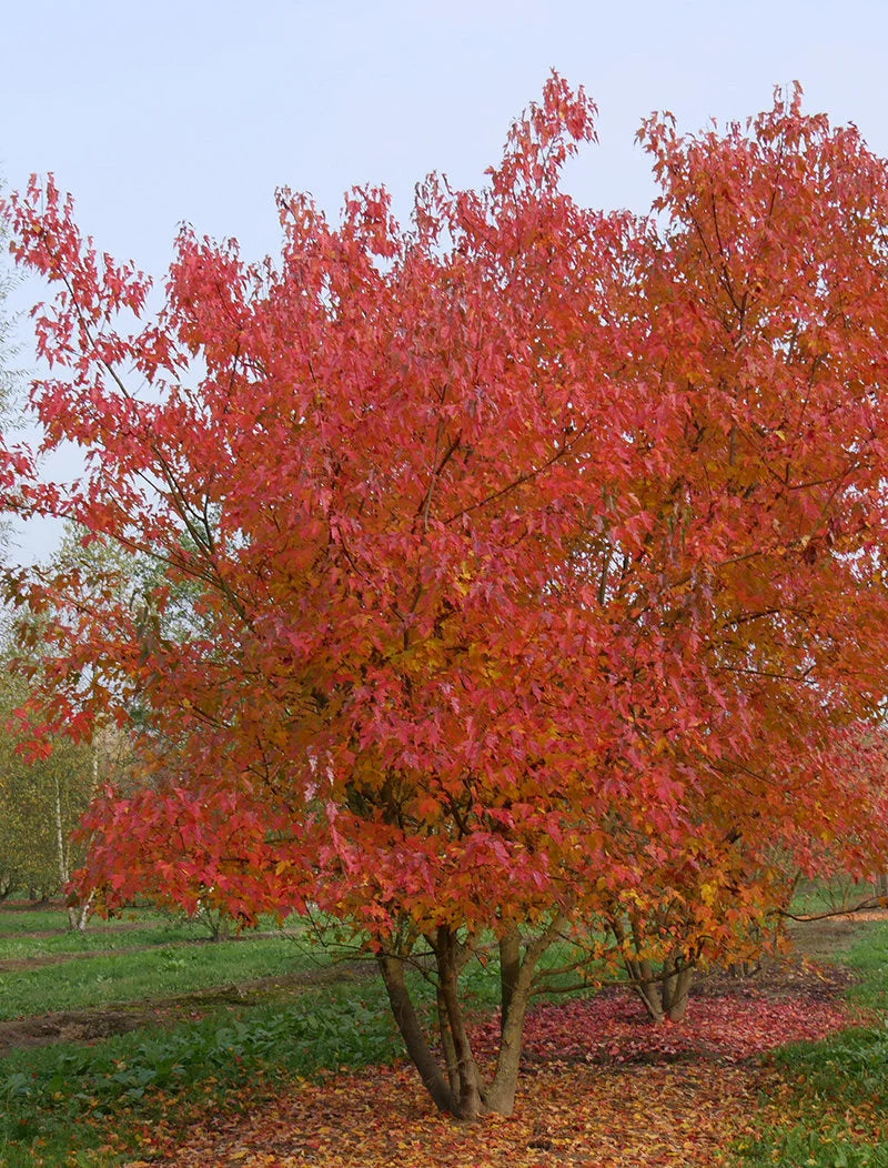 Amur Maple planted in the landscape with bright red leaves and multistem trunk.