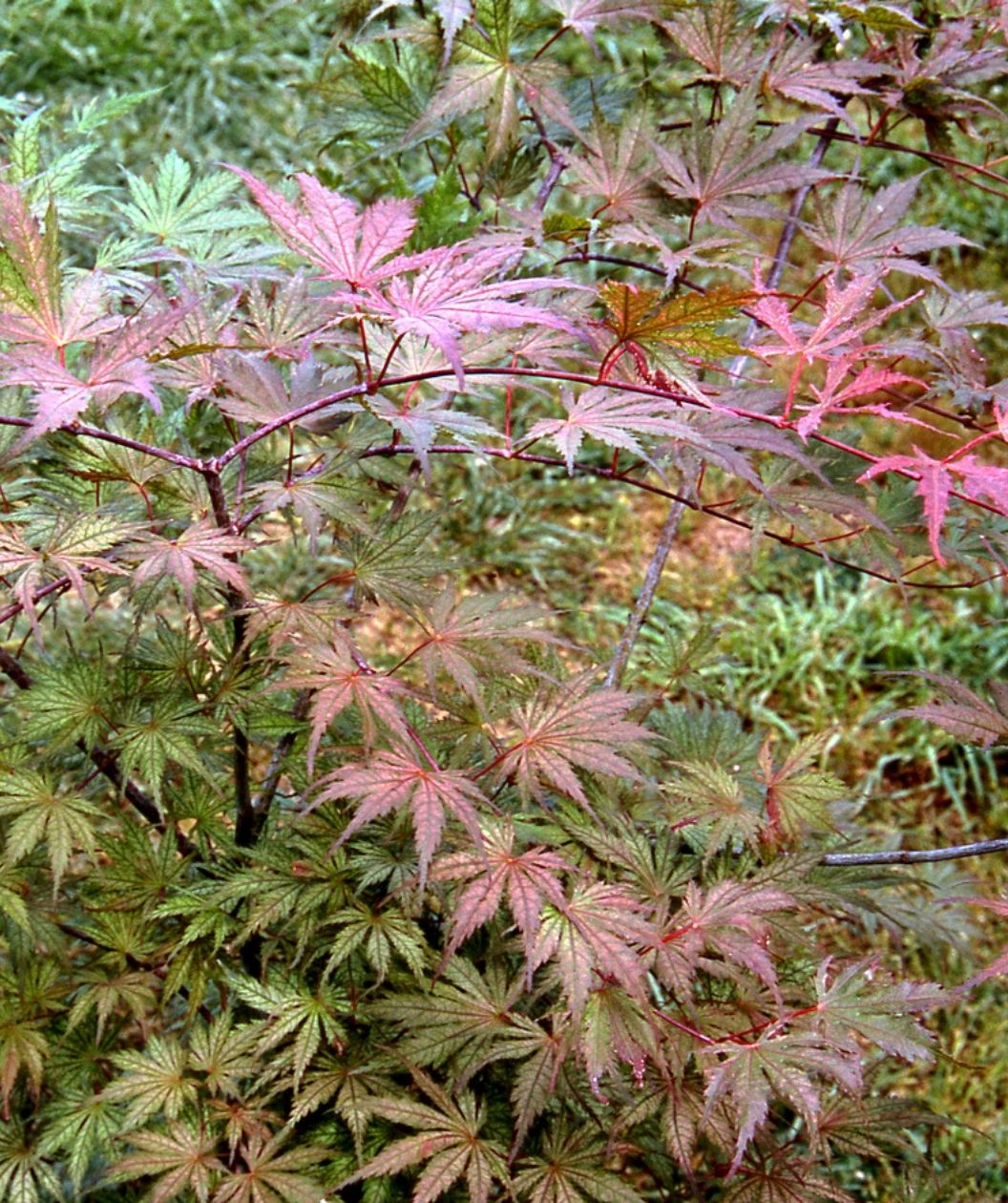 Ariadne Japanese Maple