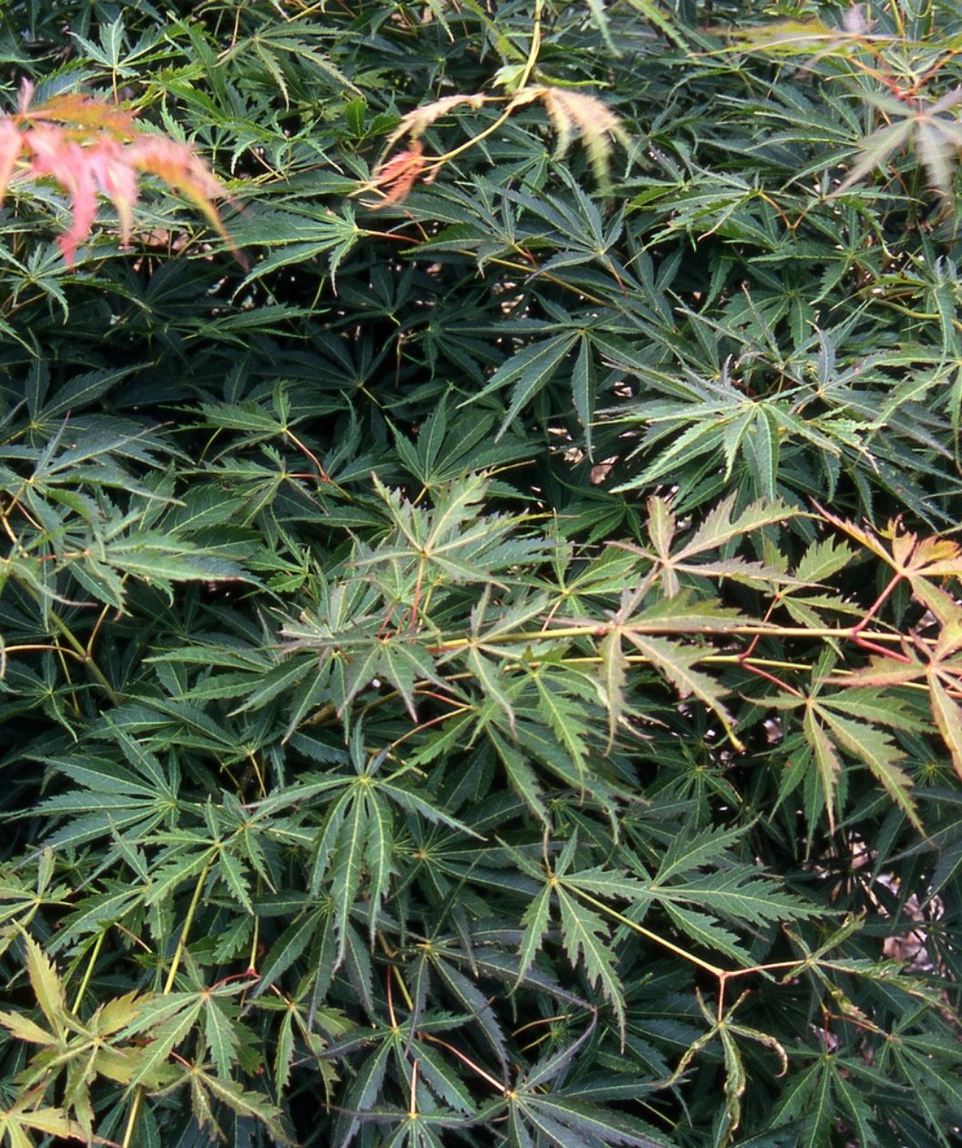 Fascination Japanese Maple