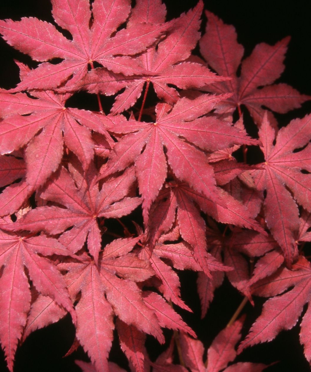 Purple Ghost Japanese Maple