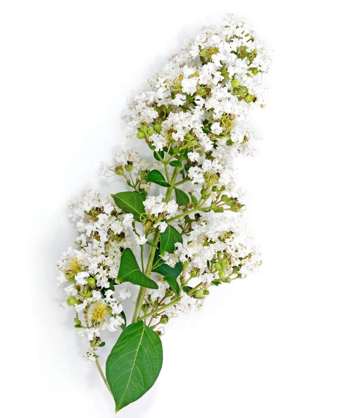 White bloom image on white of the Acoma Crape Myrtle tree