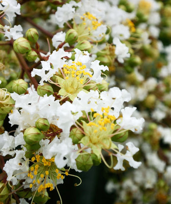 Closeup image of the white blooms of the Acoma Crape Myrtle tree