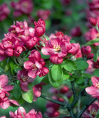 Close up of the Adams Flowering Crabapple bright reddish-pink flowers