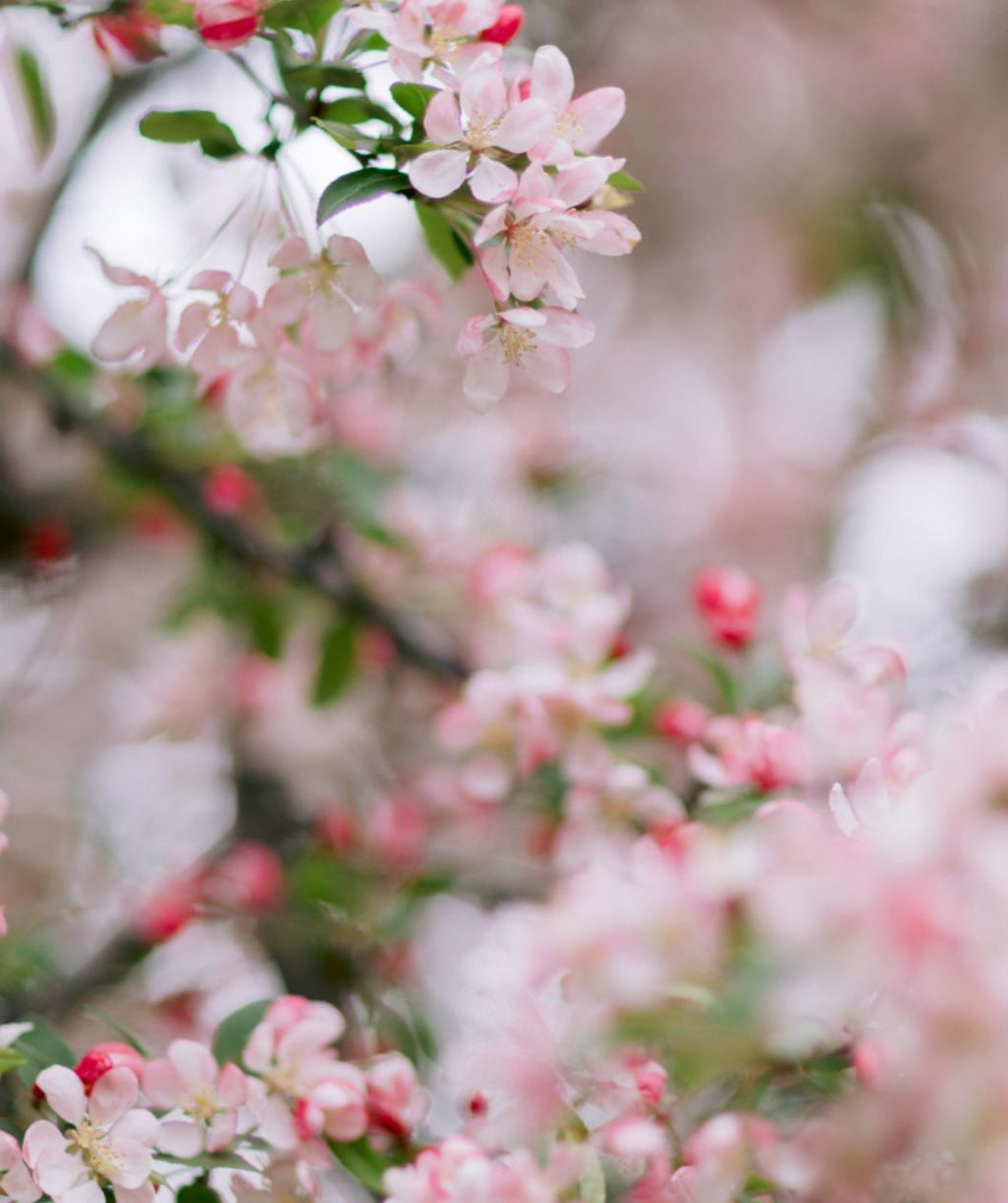 A closeup of the charming white, five-petaled flowers of the Adirondack Flowering Crabapple that open from pink-red flower buds