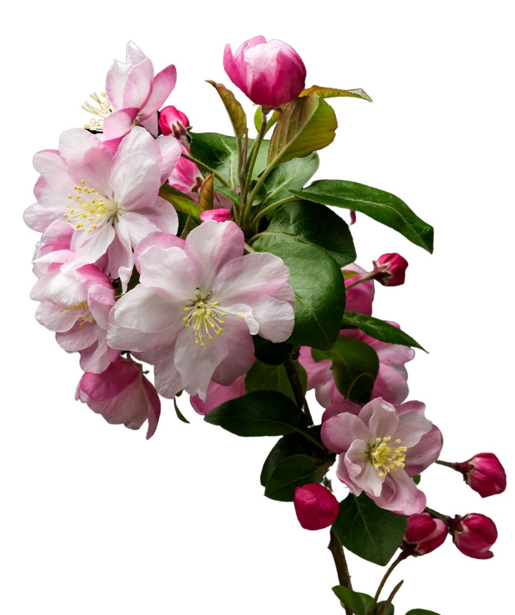 A closeup of the charming white, five-petaled flowers of the Adirondack Flowering Crabapple that open from pink-red flower buds against the green foliage on a white background