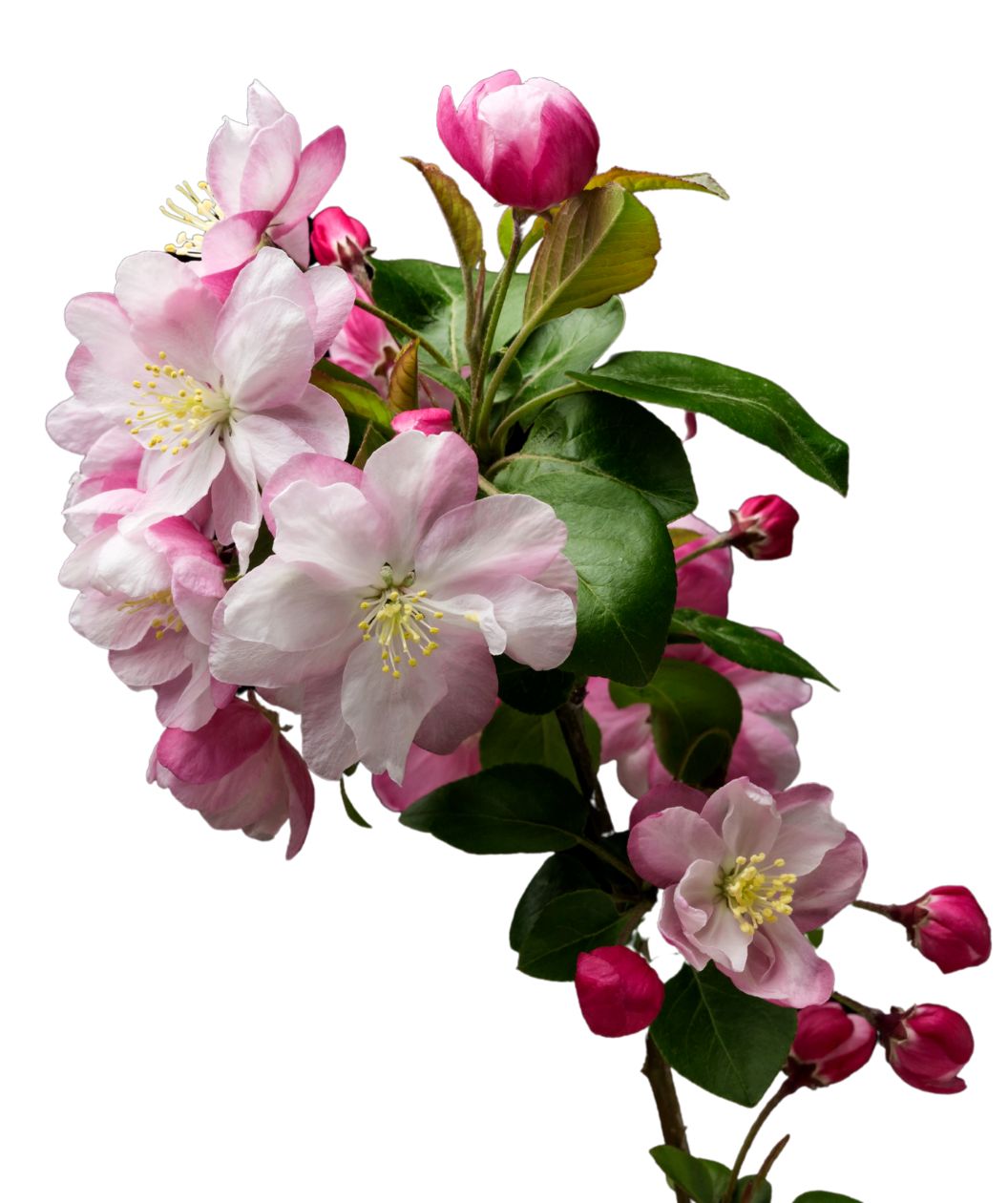 Adirondack Flowering Crabapple | Bower & Branch