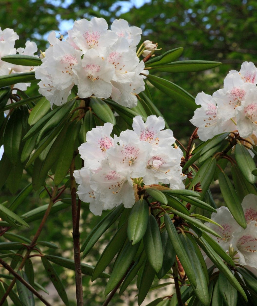 Album Rhododendron