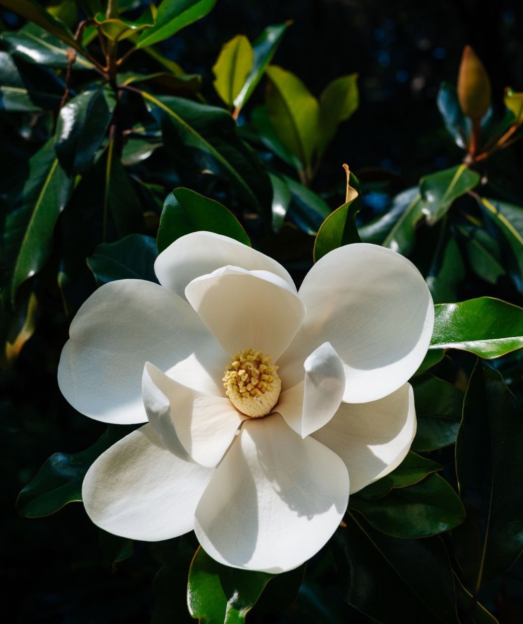 Alta™ Southern Magnolia