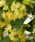 Clusters of pale yellow flowers and green leaves on a linden tree branch in bloom
