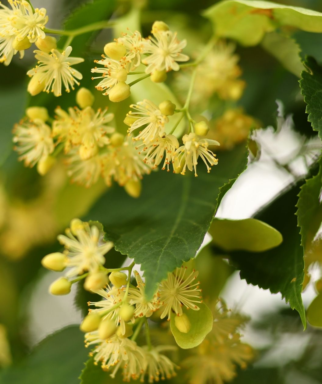 Clusters of pale yellow flowers and green leaves on a linden tree branch in bloom