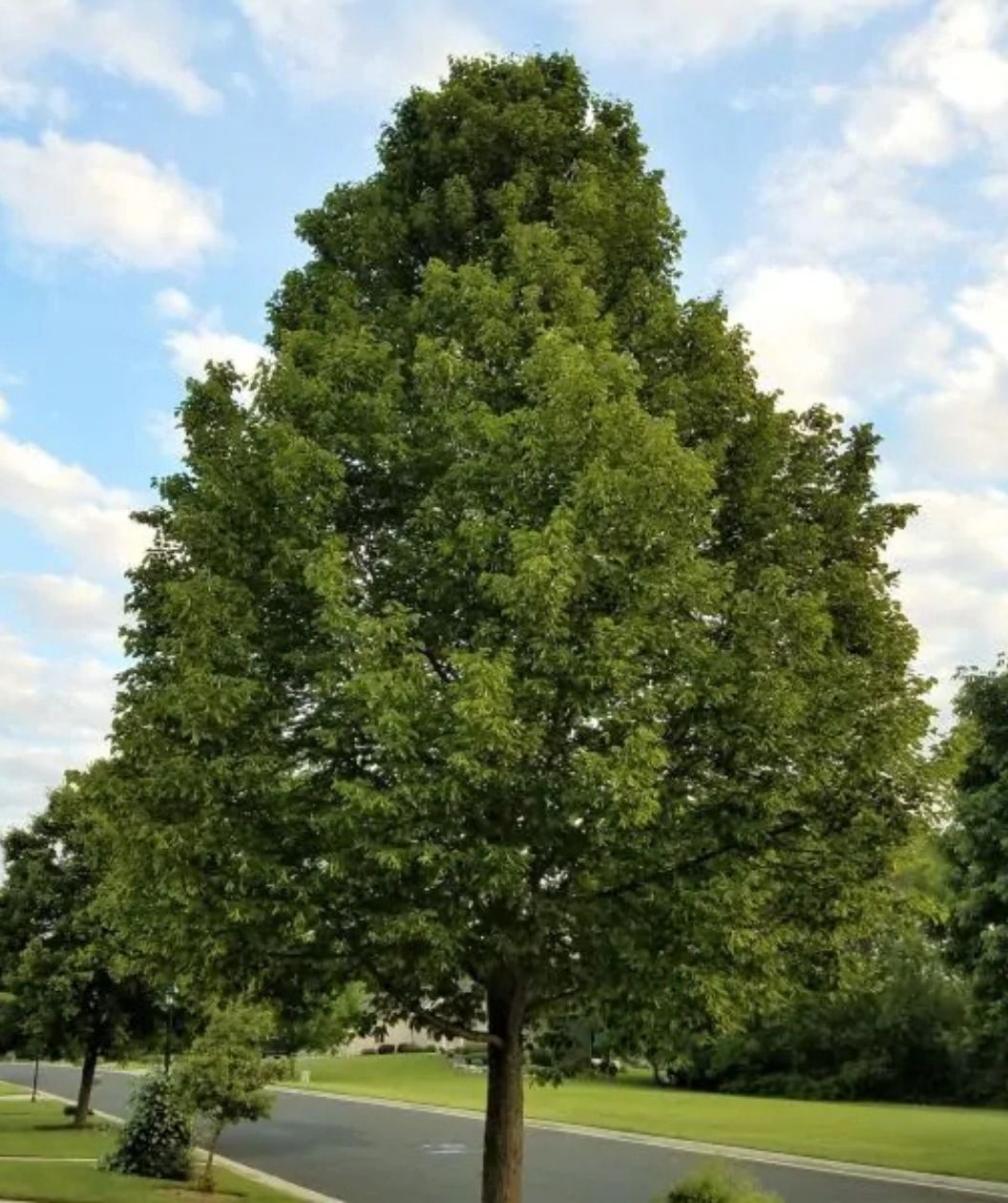 American Sentry Linden tree with a tall narrow shape and dense green foliage along a suburban street