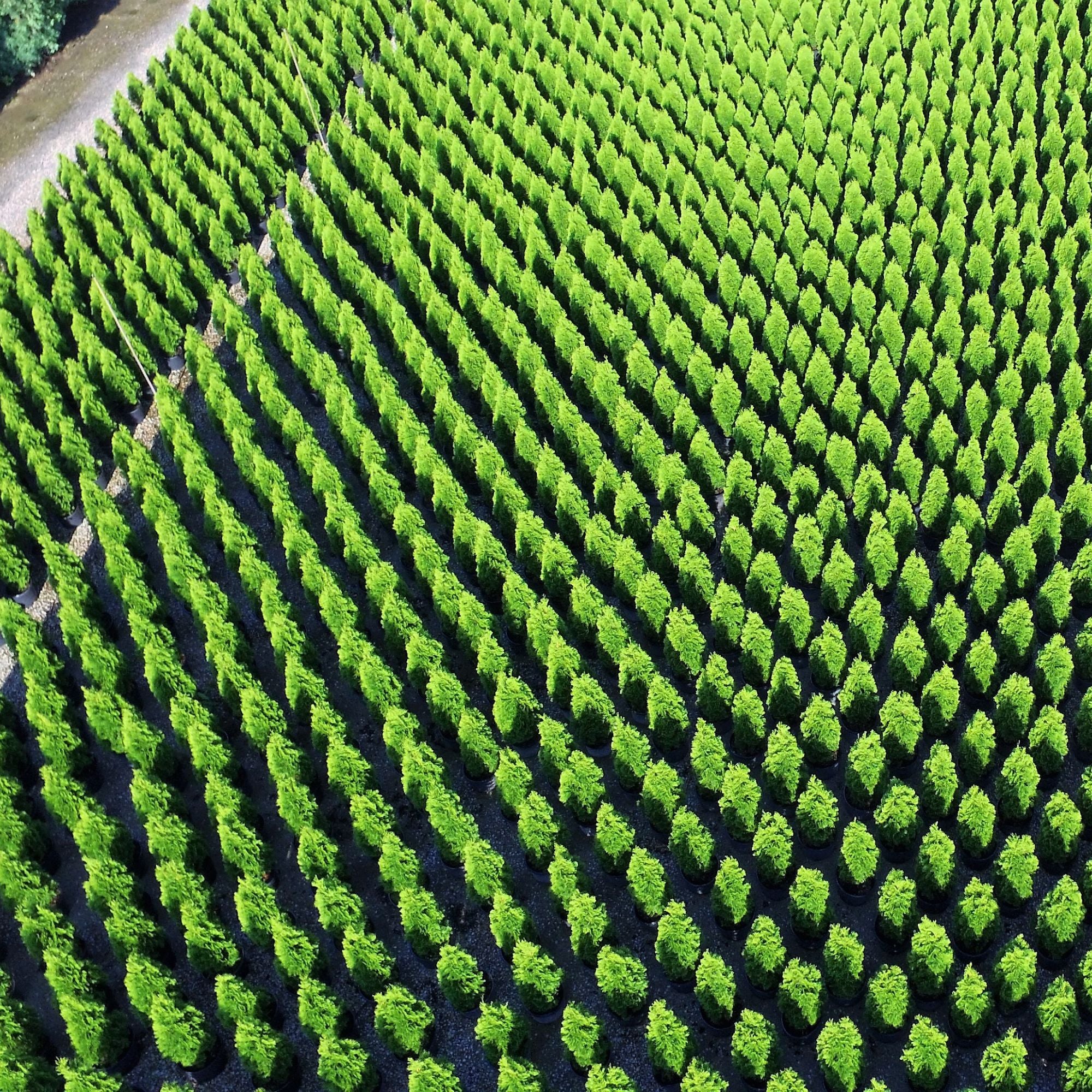 Bower & Branch Jumbo Arborvitae grower