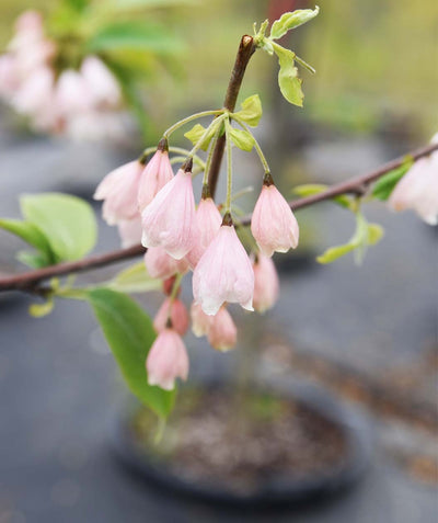 A closeup of the dainty, light pink bell-like flowers of the Arnold Pink Carolina Silverbell.