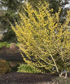Arnold Promise witch hazel shrub covered in bright yellow blooms in a landscaped garden near a pond