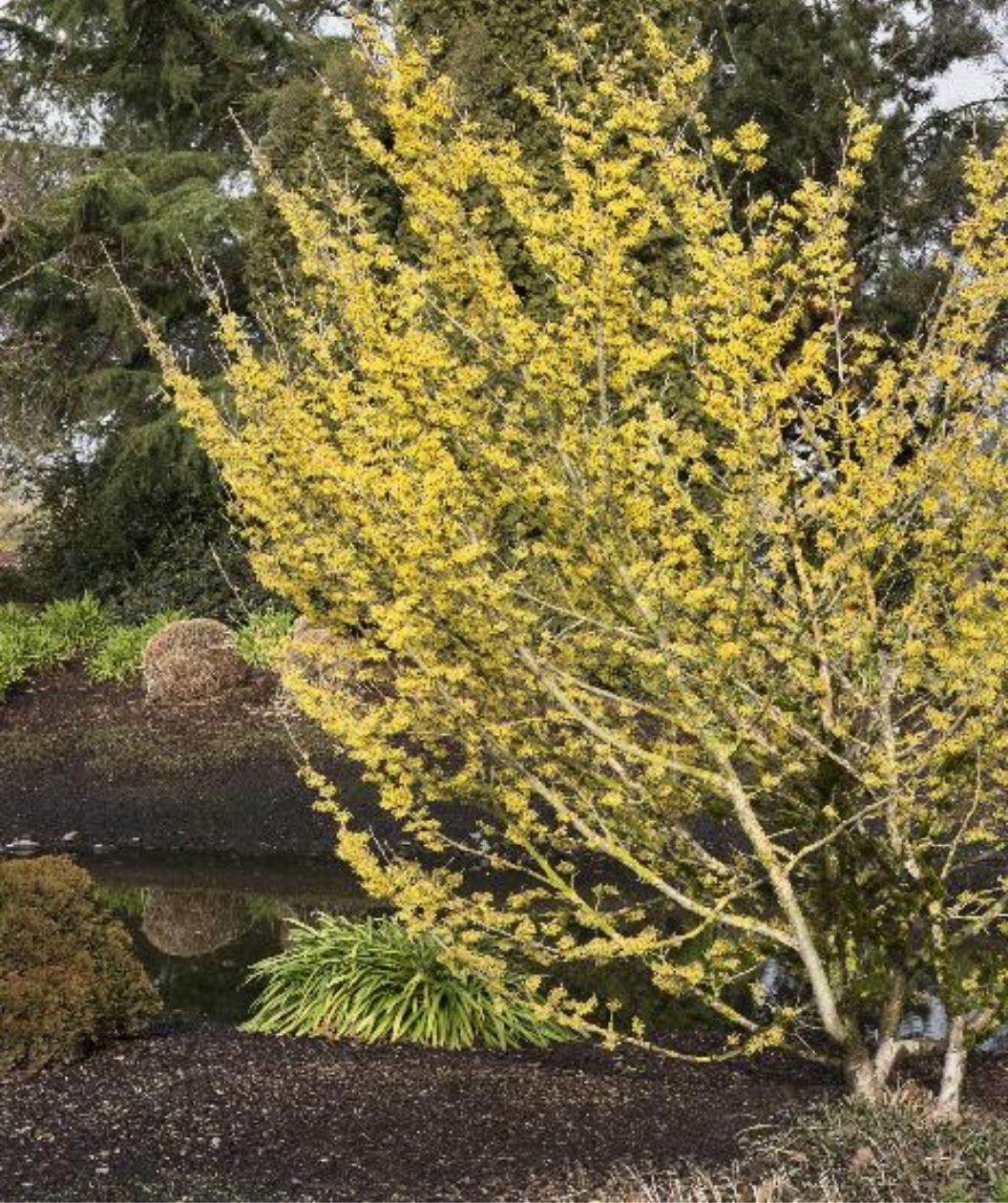 Arnold Promise witch hazel shrub covered in bright yellow blooms in a landscaped garden near a pond
