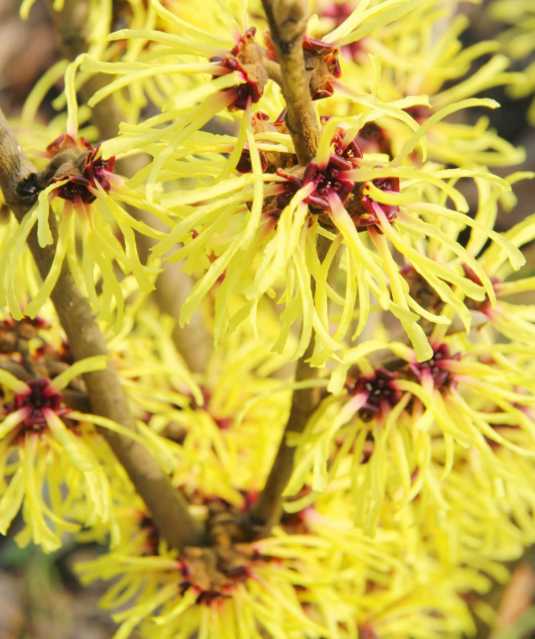 Close-up of yellow witch hazel flowers with a blurred background
