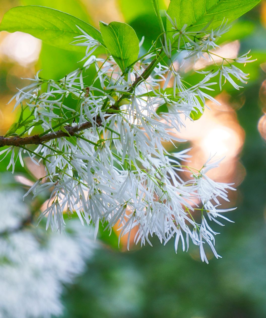 Arnold's Pride Chinese Fringetree compact white fringe blooms