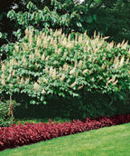 A Bottlebrush Buckeye planted in a landscape, covered in the deep green foliage and cylindrical white blooms