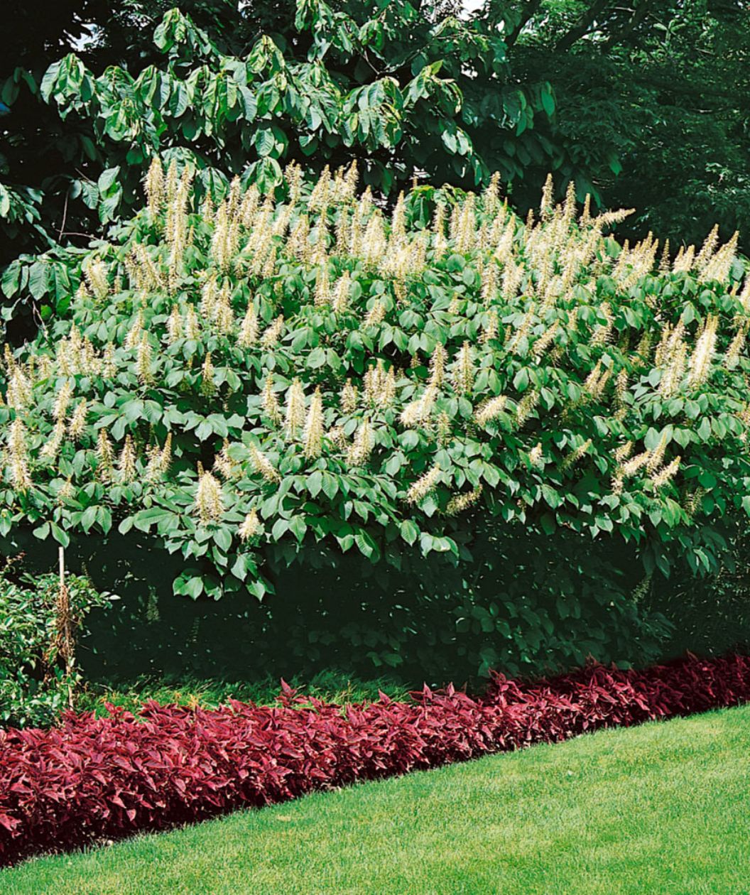 A Bottlebrush Buckeye planted in a landscape, covered in the deep green foliage and cylindrical white blooms