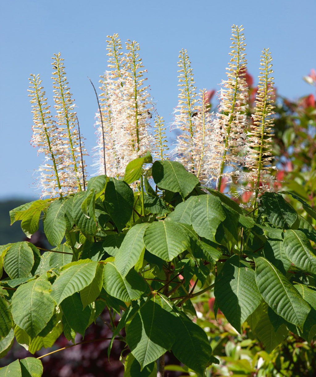 A close up of the cylindrical, white flowers and dark green leaves of the Bottlebrush Buckeye tree