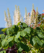 A close up of the cylindrical, white flowers and dark green leaves of the Bottlebrush Buckeye tree