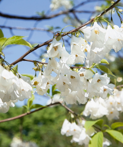 A closeup of the delicate, white bell-like flowers hanging on the branches of the Carolina Silverbell against a bright blue sky.