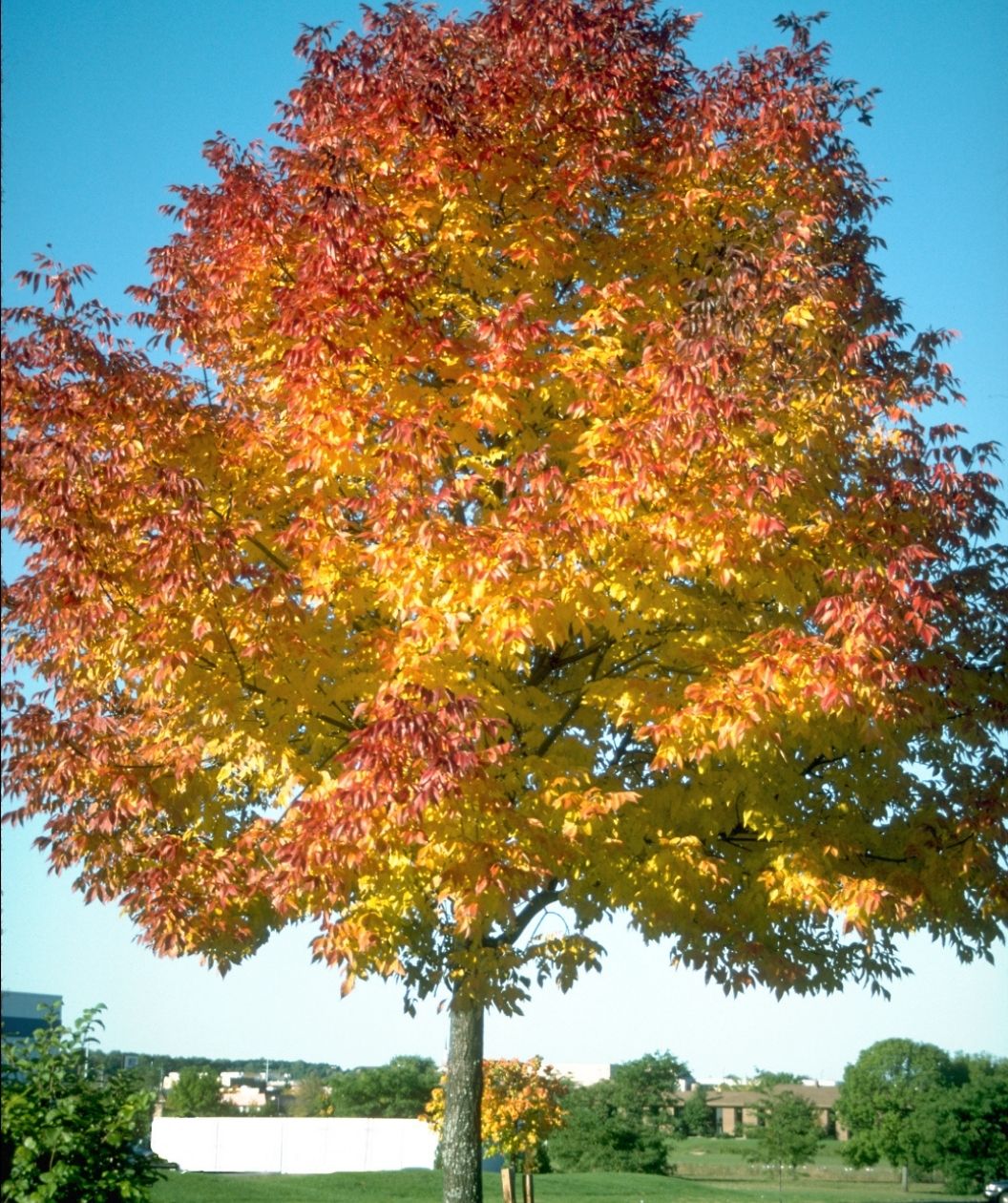 Autumn Purple White Ash tree with a full canopy of golden-yellow and red fall foliage against a blue sky