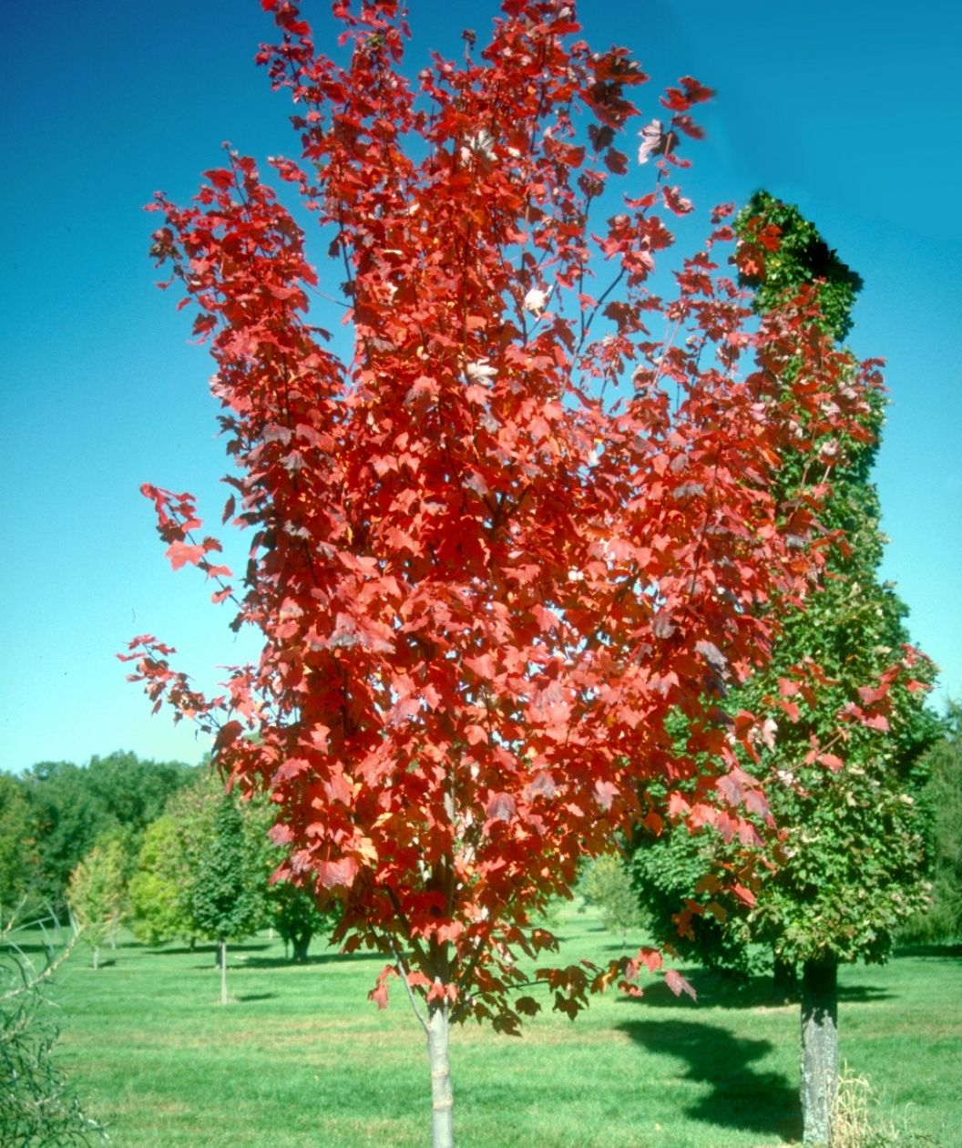 Autumn Spire Red Maple with vivid red fall color and an upright narrow form in a sunny landscape