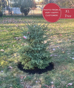 Black Hills spruce tree freshly planted in a backyard lawn with a dark mulch ring and fallen autumn leaves